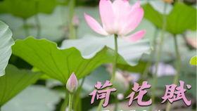 荷花成人舞蹈视频大全,荷花成人舞蹈视频大全精选集锦