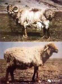 哈萨克搞笑视频羊变成人