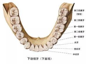 成人补牙流程图解视频,轻松了解每一步操作