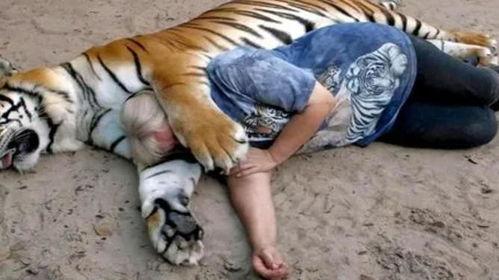 成人抱睡老虎视频,萌娃与睡虎的甜蜜抱睡瞬间